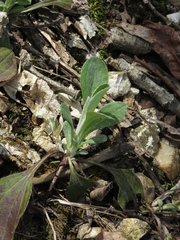 Antennaria parlinii