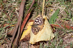 Heteronympha penelope