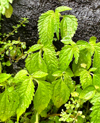 Lecanthus peduncularis, photograph (c) Ashwin Srinivasan, some rights reserved (CC BY)