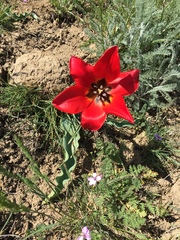 Tulipa