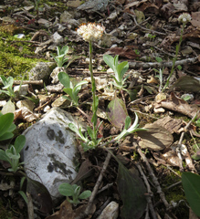 Antennaria parlinii