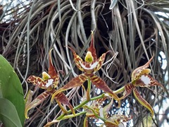 Rhynchostele cordata