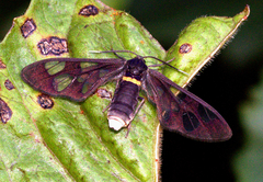 Ceryx diptera