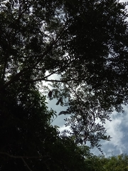 Albizia boivinii