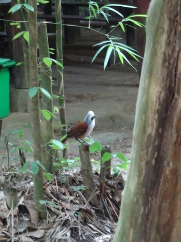 White-crested Laughingthrush