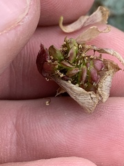 Ranunculus andersonii