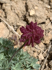 Ranunculus andersonii