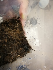 Chenistonia maculata