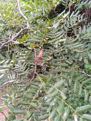Albizia boivinii