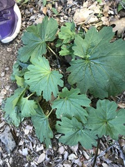 Cacaliopsis nardosmia