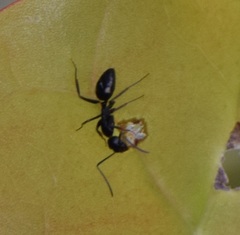 Camponotus sexguttatus