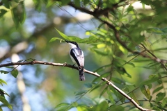 Hemipus hirundinaceus