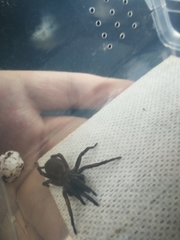 Chenistonia maculata