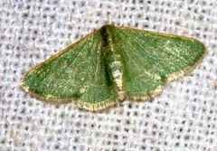 Microloxia indecretata
