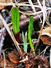 Allium ochotense