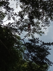 Albizia boivinii