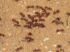 Pogonomyrmex barbatus