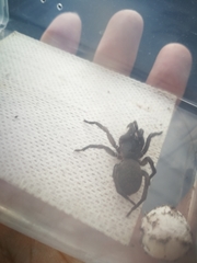 Chenistonia maculata