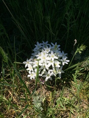 Ornithogalum sintenisii