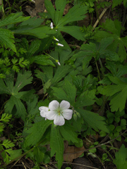 Geranium maculatum