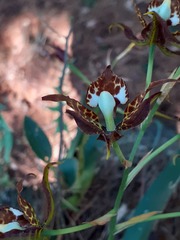 Rhynchostele cordata
