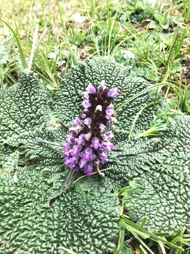 Phlomoides rotata, photograph 2