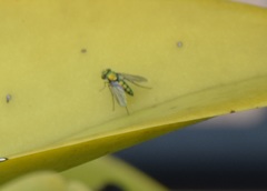 Diptera