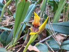 Maxillaria meleagris