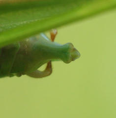 Scudderia curvicauda