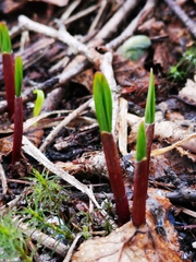 Allium ochotense