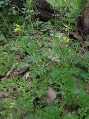 Corydalis flavula