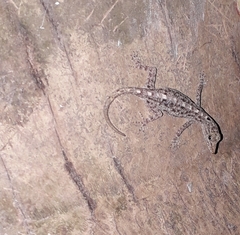 Cnemaspis littoralis