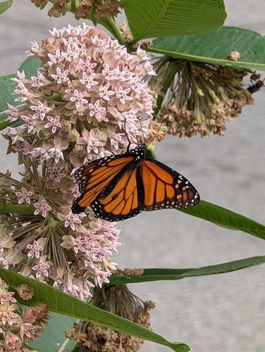 Image of Danaus plexippus by (c) Johnny Chmiel, some rights reserved (CC BY)