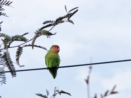 Rosy-faced Lovebird