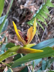 Maxillaria meleagris
