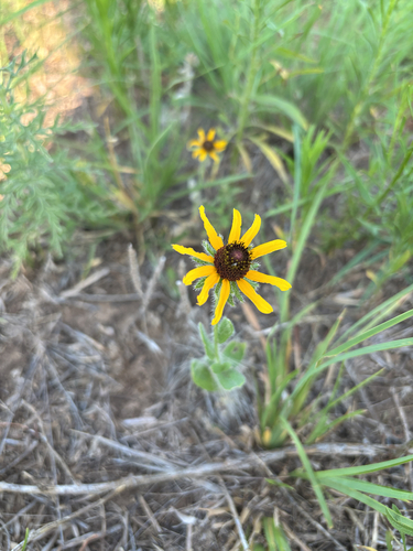 black-eyed Susan