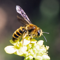 Andrena auricoma