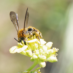 Andrena auricoma