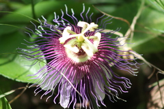 Passiflora serratifolia