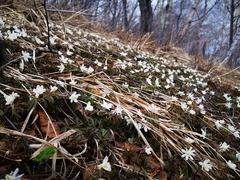 Anemonoides amurensis
