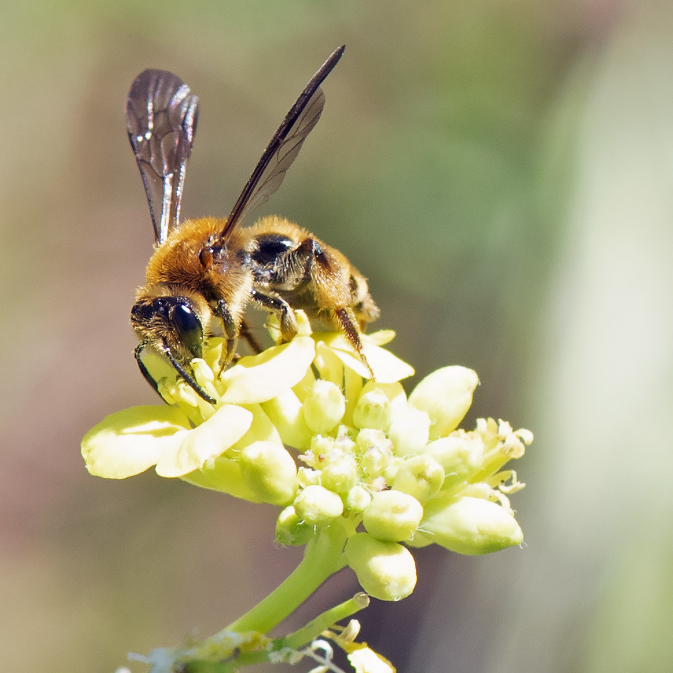 Golden-haired Miner Bee