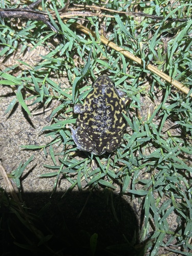 Marbled balloon frog