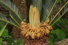 Cycas revoluta