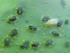 Aleuroduplidens santali