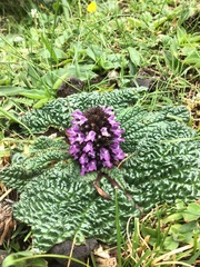 Phlomoides rotata