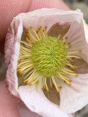 Ranunculus andersonii