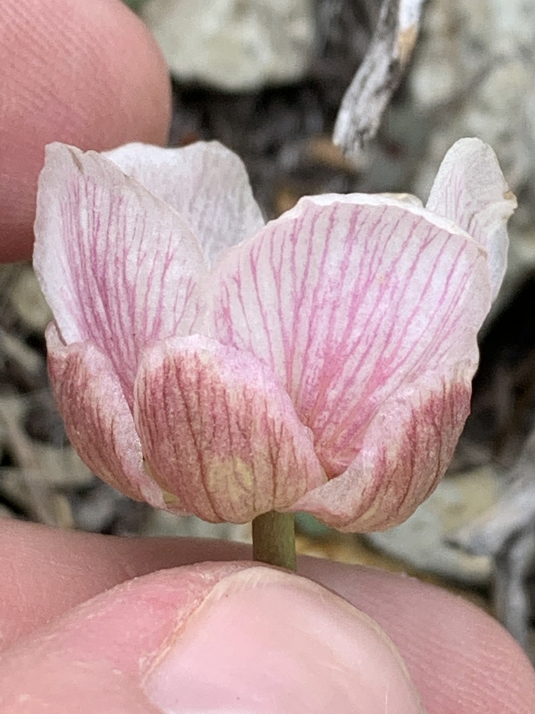 Anderson's buttercup