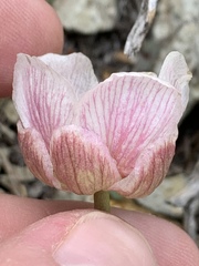 Ranunculus andersonii