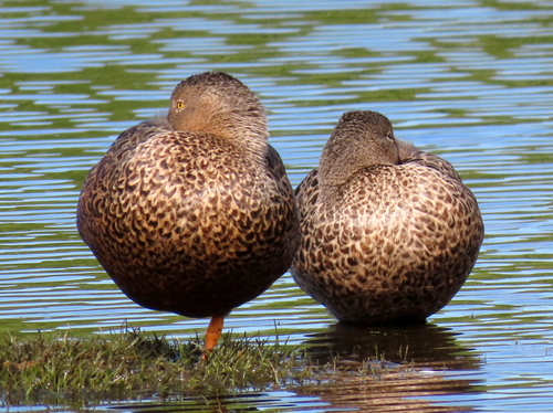 iNaturalist image