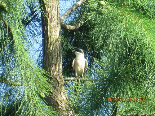 Long-tailed Shrike